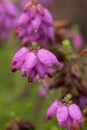 Dorset heaths Erica ciliaris, heather with bright pink flowers Royalty Free Stock Photo